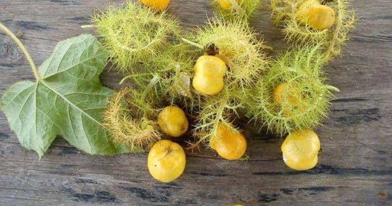 4 Nama-Nama Buah dari Huruf R, Wajib Tahu | Popmama.com