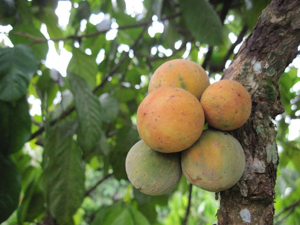 Commons.wikimedia.org/Izhamwong