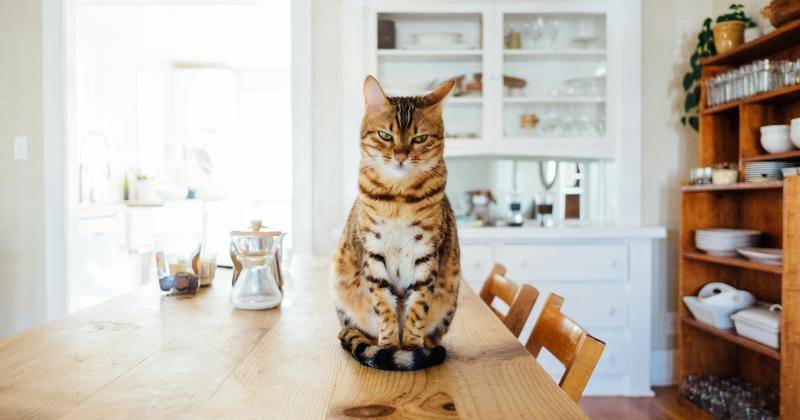 5 Warna Kucing Pembawa Rezeki, Ada Kucing Belang Tiga