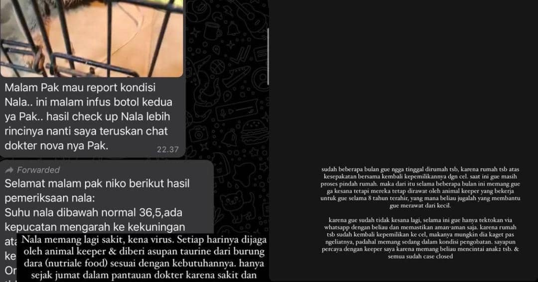 Rachel Vennya Tegur Okin Soal Kondisi Kucing Tak Terurus | Popmama.com