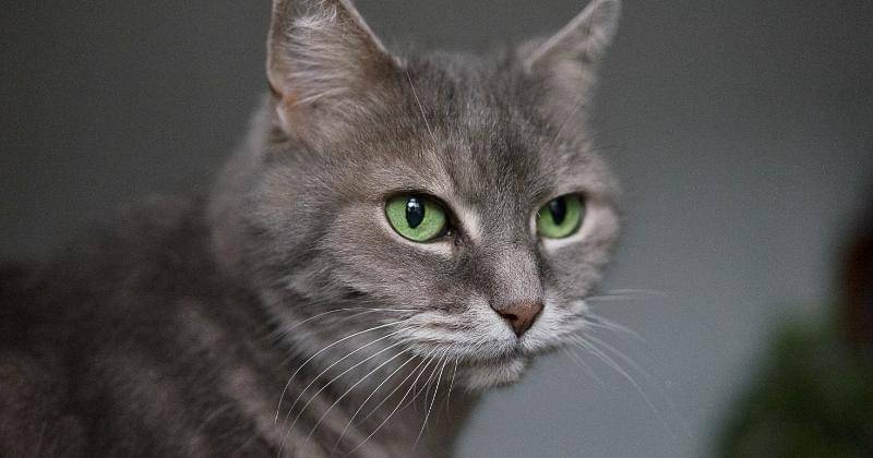 Unsplash/Laura Lee Moreau