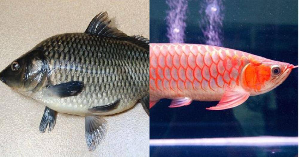 Pinterest.com/info/Iwan