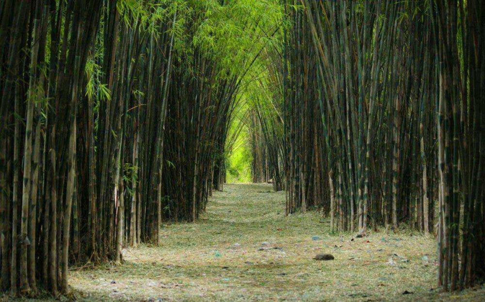 10 Wisata Alam Surabaya
