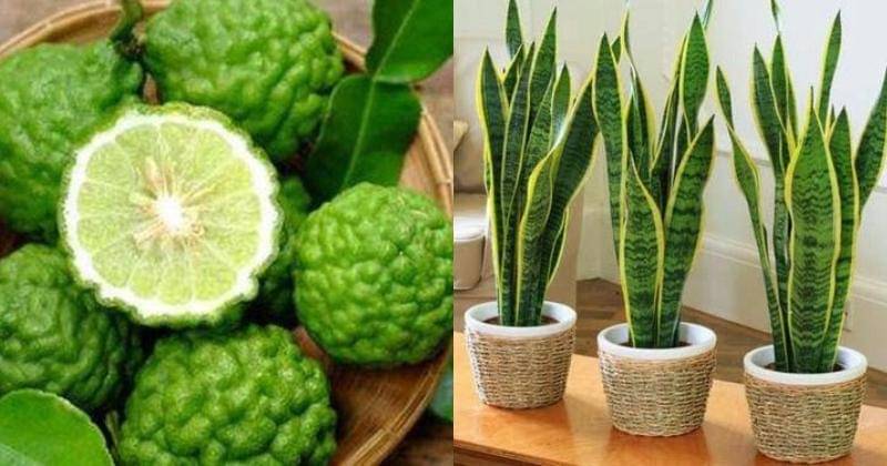 Pinterest.com/Info Pertanian/Pinterest.com/Mohamad Khoerudin