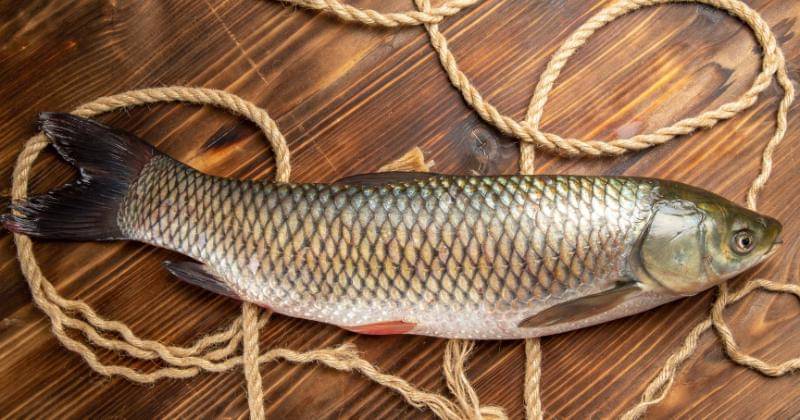 Freepik/KamranAydinov