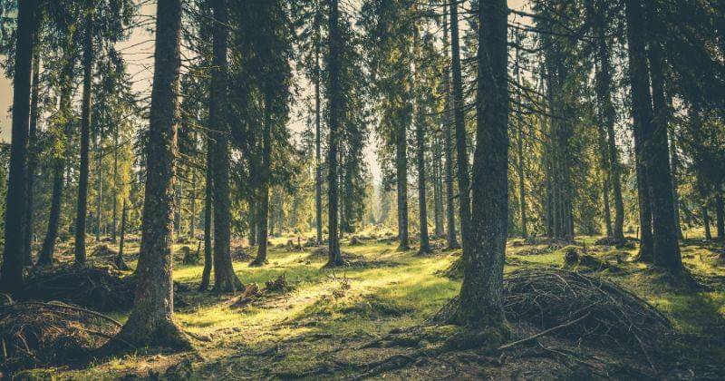 Pexels/Rudolf Jakkel