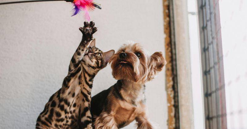 Pexels/Helena Jankovičová Kováčová