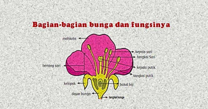 Youtube.com/Yulia ningsih