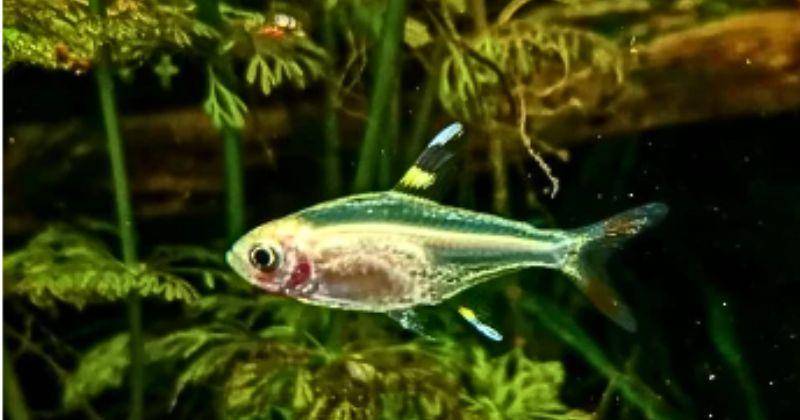 Tokopedia/queen inna pet & fish