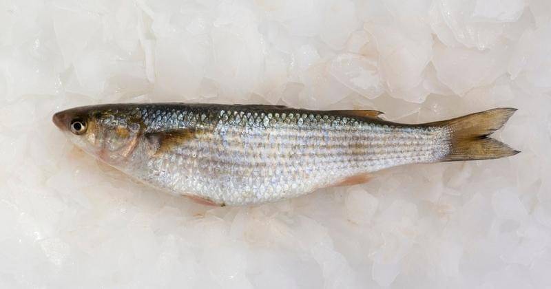 Ikan herring - Freepik