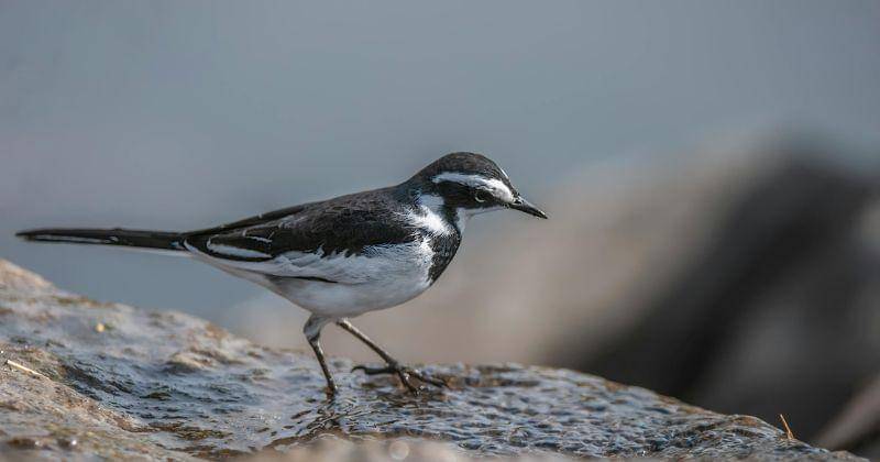 Pexels/Frans van Heerden