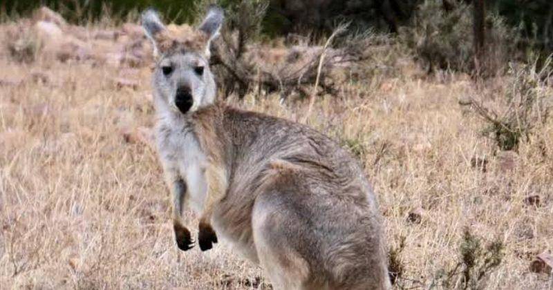 Google.com/Animalia Bio