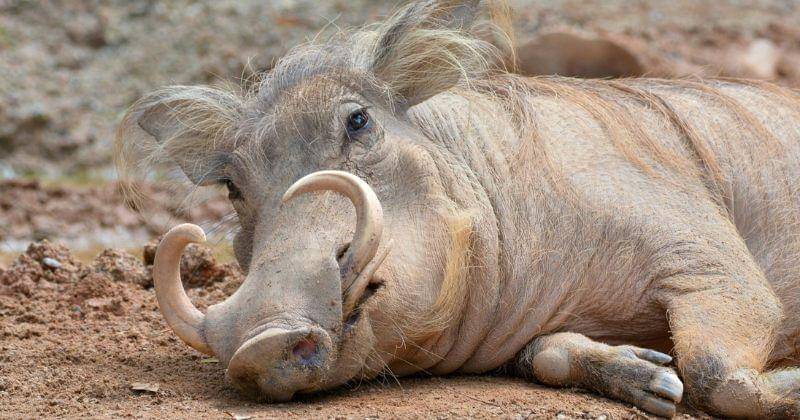 Pexels/Ravish Masqood