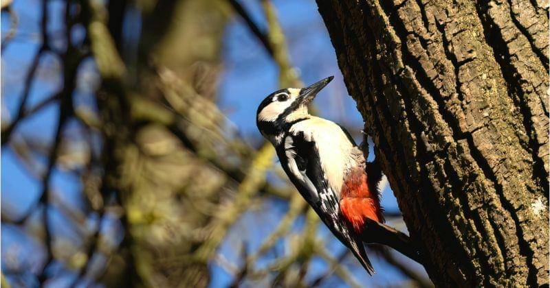 Pexels/Mike Faulkner