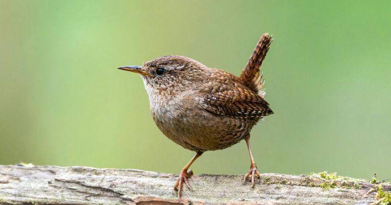 Pexels/Siegfried Poepperl