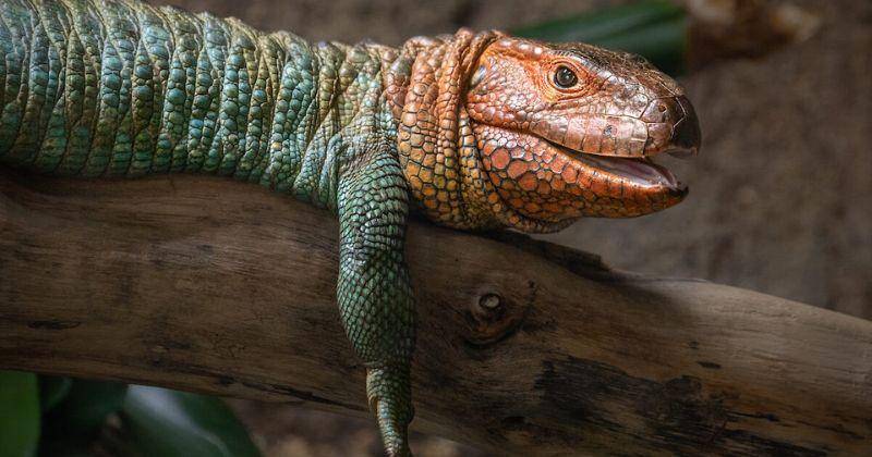 5 Fakta Kadal Pemakan Siput Caiman Lizard