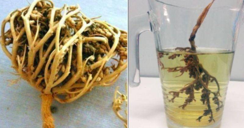 Shopee.com/Saifa Collection