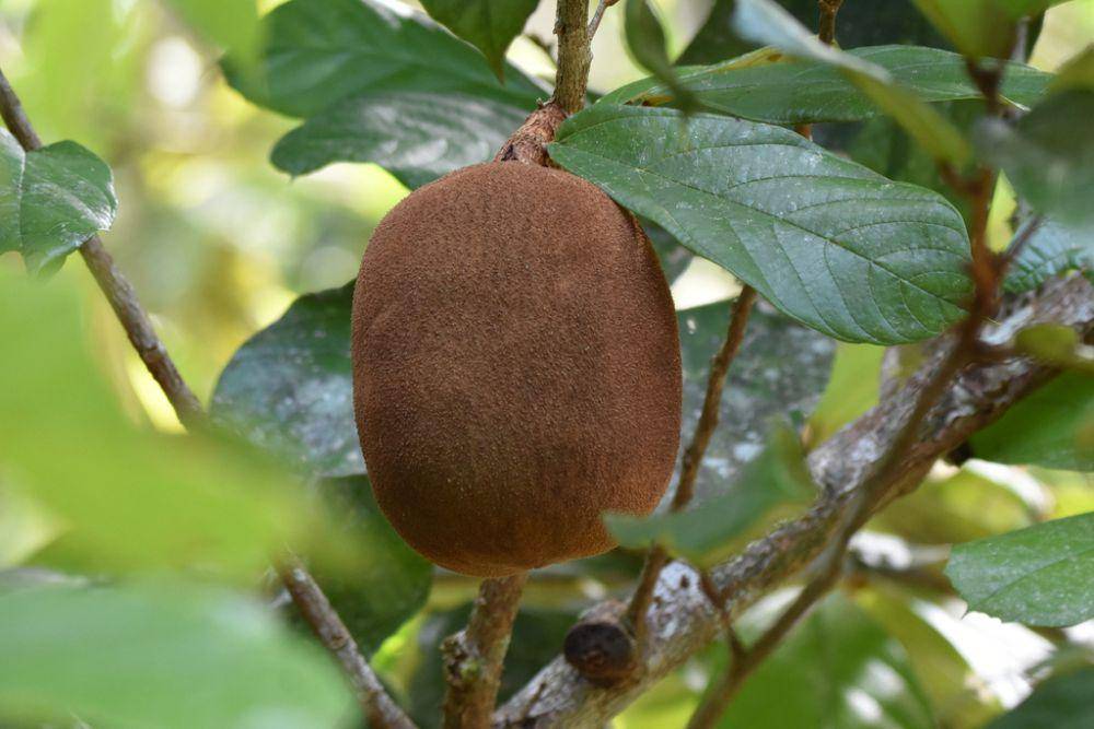 6 Fakta Menarik Cokelat yang Jarang Diketahui.