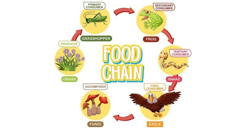 Peran Makhluk Hidup dalam Rantai Makanan