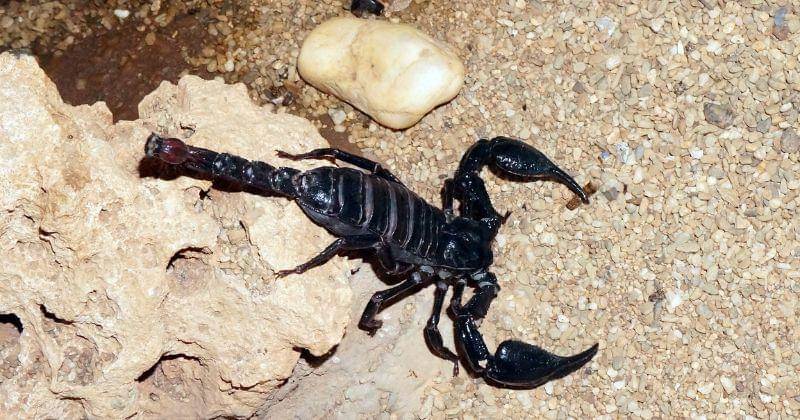 Pixabay/StrawberryQueen