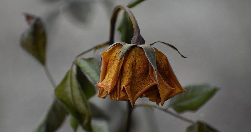 Pixabay/ray_shrewsberry