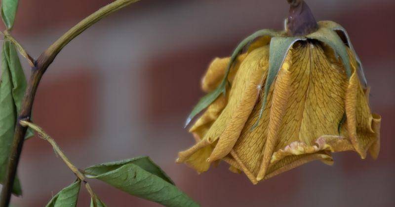 Pixabay/ray_shrewsberry