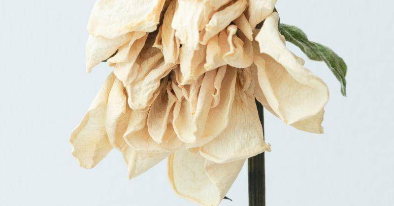 Freepik/rawpixel.com