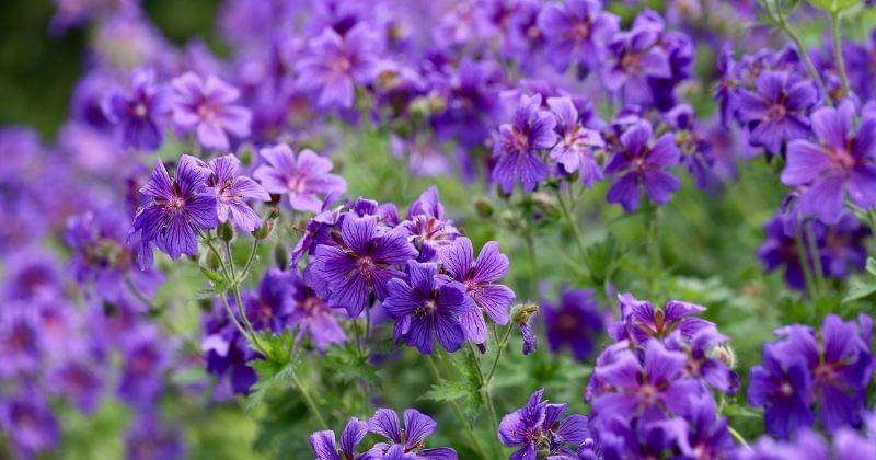 Pixabay/Nennieinszweidrei