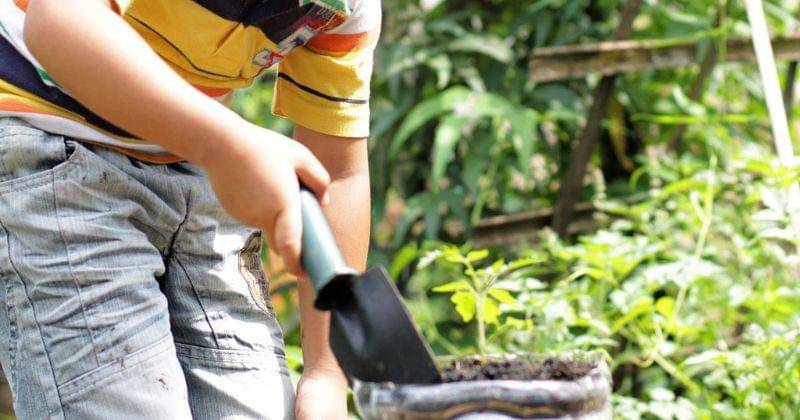 cara menanam rosemary di rumah