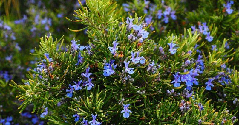 cara menanam rosemary di rumah