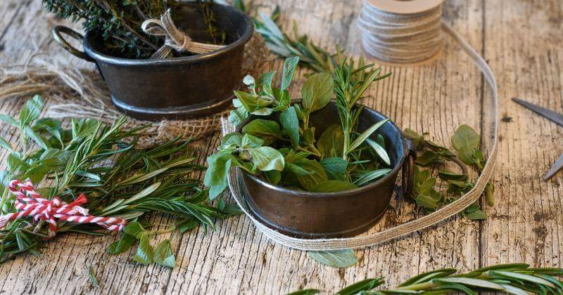 cara menanam rosemary di rumah