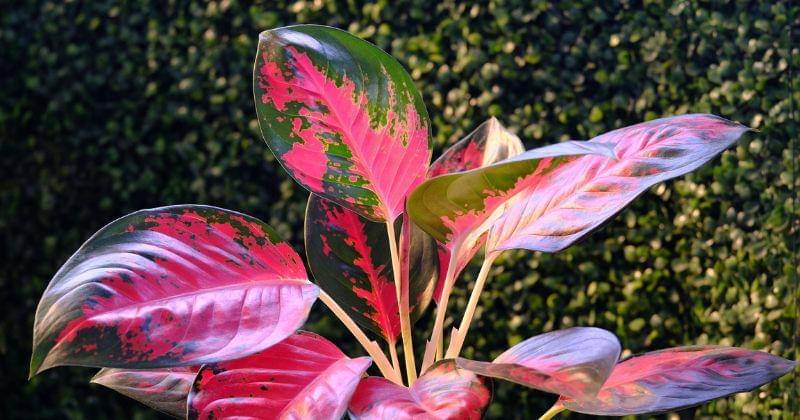 Pixabay/ignartonosbg