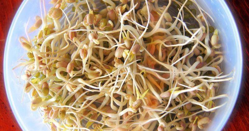 Cara Menyimpan Taoge di Kulkas