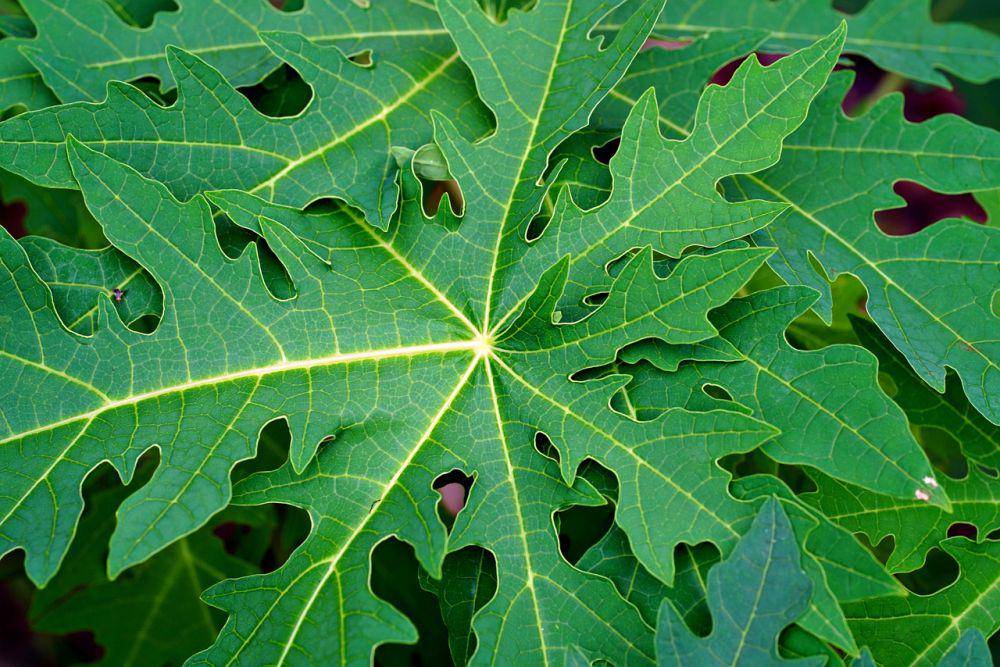Daun pepaya (pixabay.com/ignartonosbg)