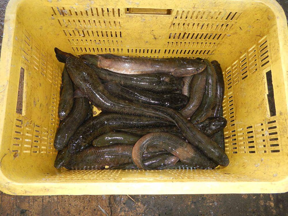 Ikan gabus
