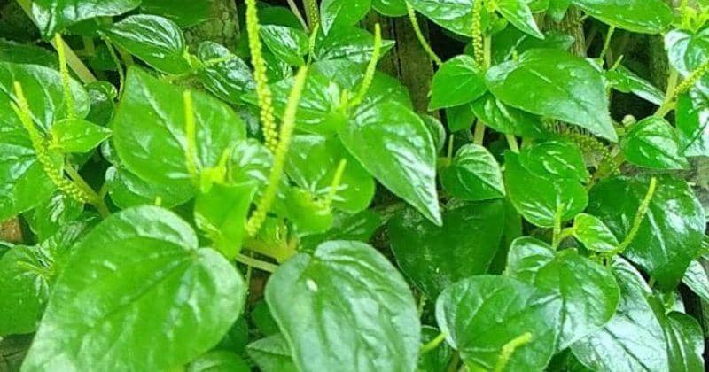 20 Manfaat Sirih Cina untuk Kesehatan, Cari Tahu Yuk!