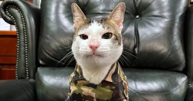 8 Fakta Bobby Kertanegara, Kucing Prabowo yang Viral | Popmama.com