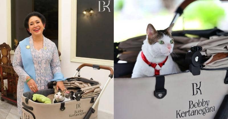 8 Fakta Bobby Kertanegara, Kucing Prabowo yang Viral | Popmama.com