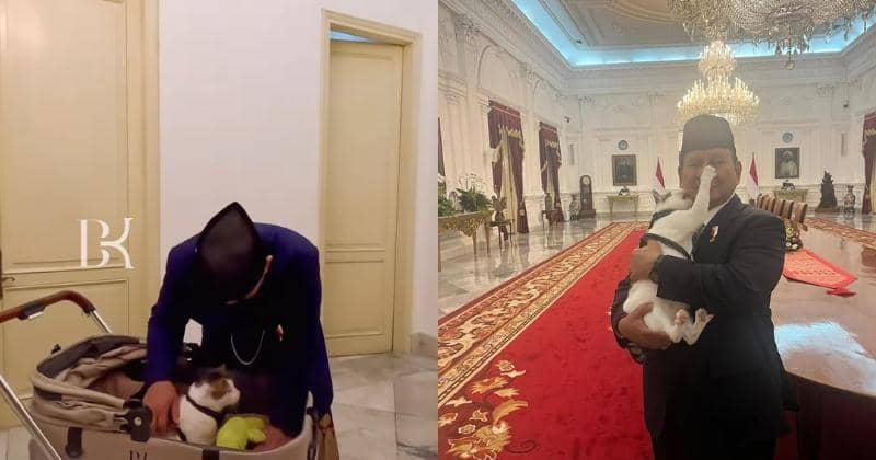 8 Fakta Bobby Kertanegara, Kucing Prabowo yang Viral | Popmama.com