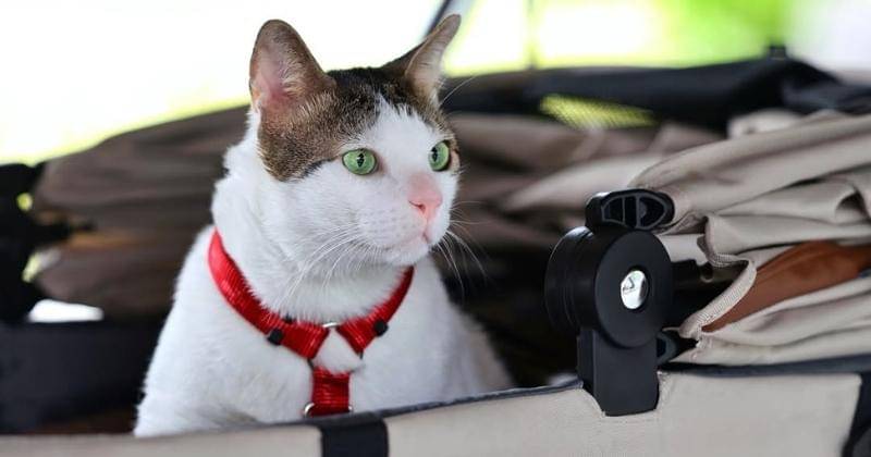 Instagram.com/bobbykertanegara