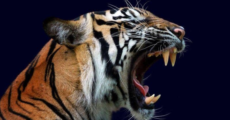 Freepik/kuritafsheen77