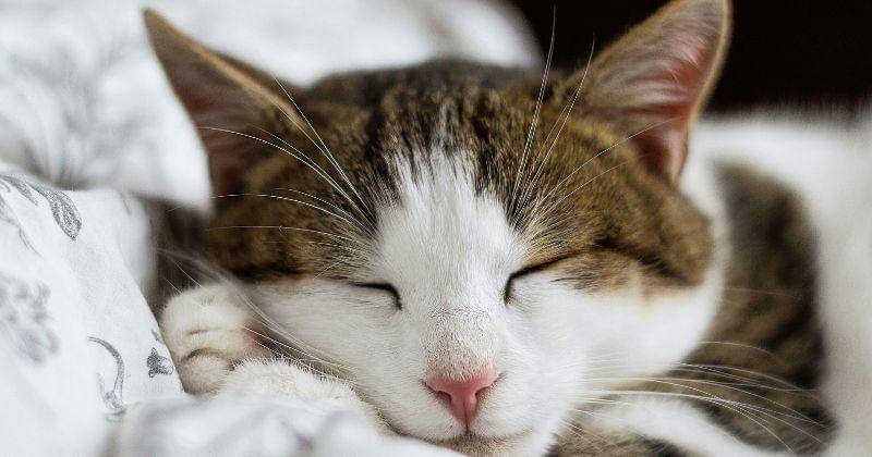 Unsplash/Alexandru Zdrobău