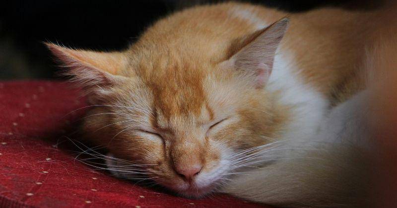 Unsplash/faiz Mohomed