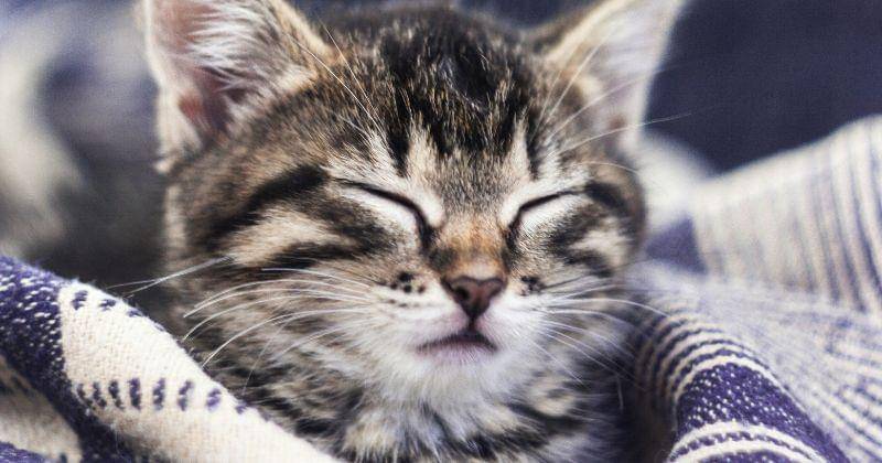 Unsplash/Anton Kraev