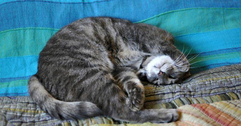 Unsplash/Jelena Senicic