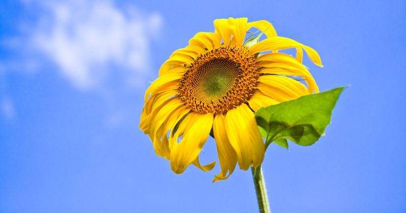 Freepik/zirconicusso