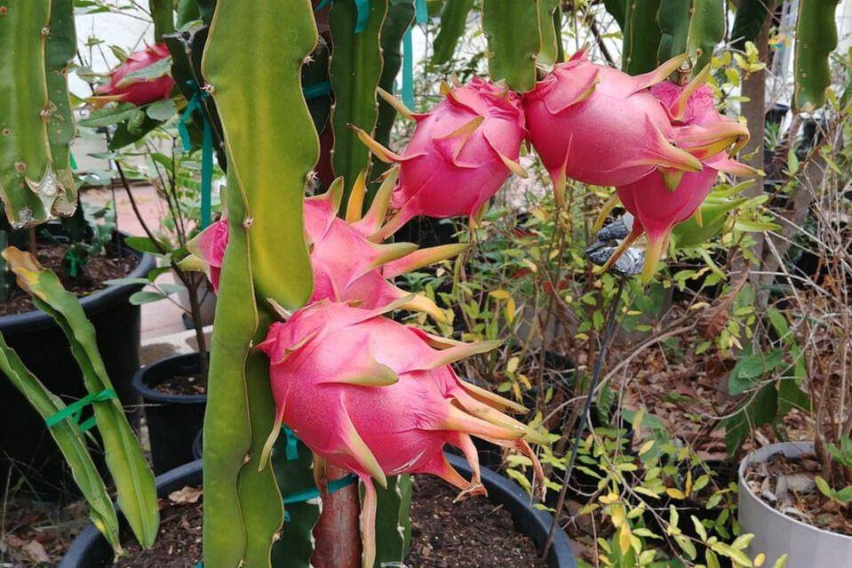 Cara Menanam Buah Naga agar Cepat Berbuah