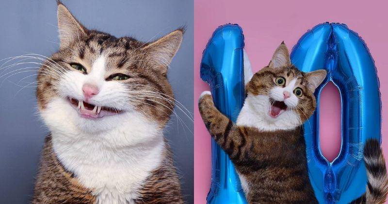 Instagram.com/rexiecat