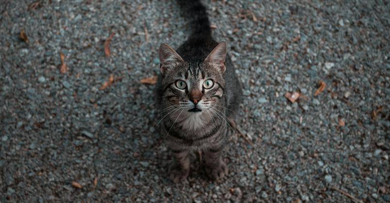 Unsplash/Dimitris Chapsoulas