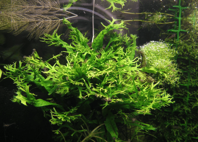 Tanaman Air yang Berumur Panjang